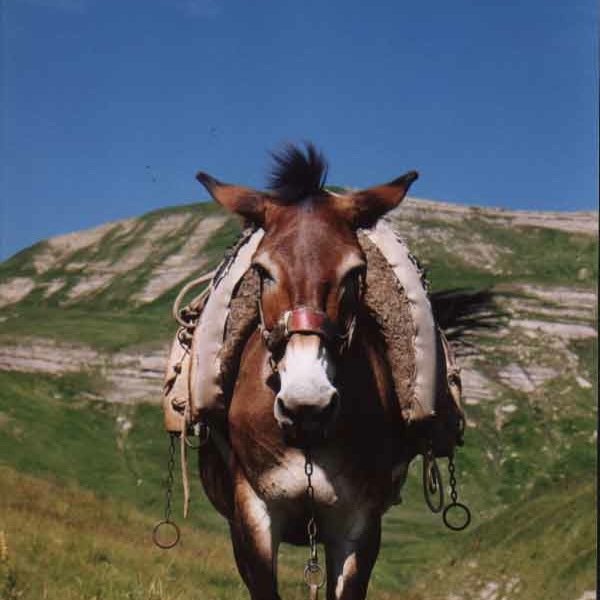 Mulattiera's profile picture. Trekking , escursionismo , outdoor : con i muli, con gli asini, con le ciaspole, a piedi, a cavallo, in bicicletta ...