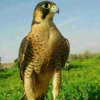 اهلا وسهلا