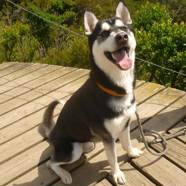 Suspaseos_bcn's profile picture. Paseamos a tu perro en Barcelona. ¡Contacta con nosotros! Servicio personalizado a cada cliente.