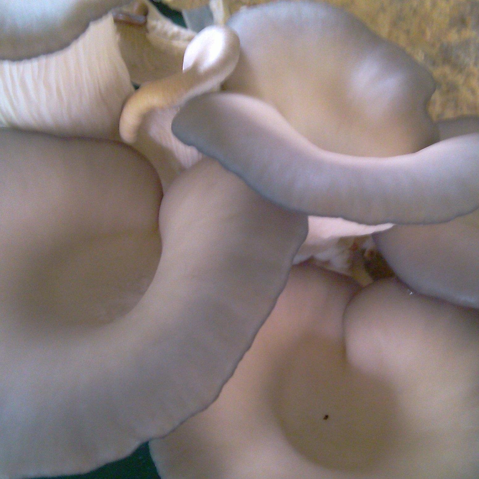 Taking waste coffee grounds from local cafes and using them to grow delicious gourmet Cr'Oyster mushrooms.
Helping the environment and the health of residents