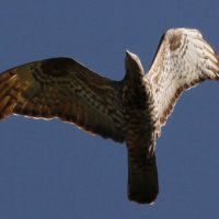 Gordon Hodgson (@ukgords) 's Twitter Profile Photo