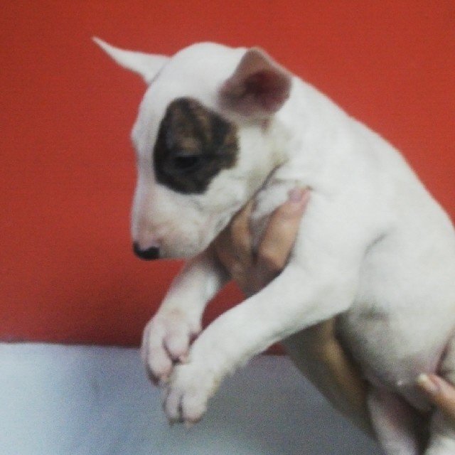 miguelo1's profile picture. CIVIL ING., M.B.A, M.G.L.,PADRE: MA-JA Y MAPAU-JA. Owner of Petcabull and Jasa