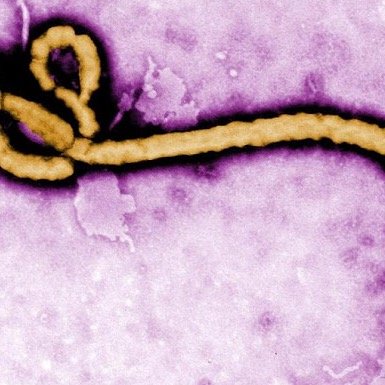 ebola68220793's profile picture. this is actually ebola so if u guys want to ask me questions feel free. im visiting the u.s right now and im trying to go to asia bc it seems like a nice place