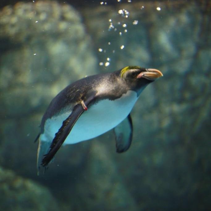 人間の着ぐるみを着てますが、中身はペンギンです。