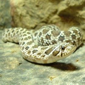 WesternHognose's profile picture. The Western Hognose Snake Care Guide is the most comprehensive guide on caring for this species.  Visit us today at:  http://t.co/17DPYsNFac