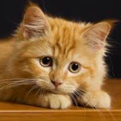 tgoffinghs1's profile picture. 