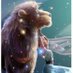 Horoscope Lion (@signe_lion) Twitter profile photo