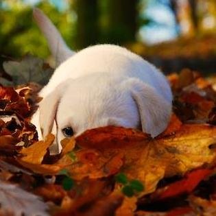 DAP_Kollum's profile picture. Dierenartsenpraktijk