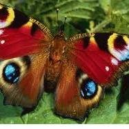 dianakhalil7's profile picture. 