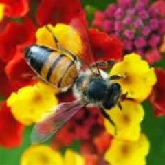 caca_ltda's profile picture. Caça Abelhas Ltda Facebook