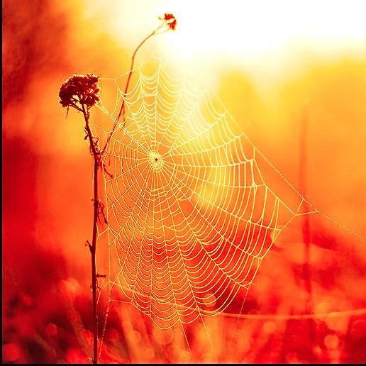 The Musings of a Soul Worker & Web Designer for Artists & the Healing Arts