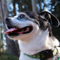 Pooch Profiles (@poochprofiles) 's Twitter Profile