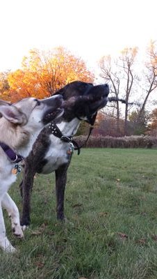 halfk1b's profile picture. dead