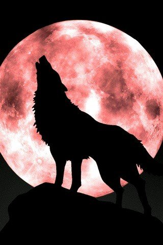 springwolf17's profile picture. 