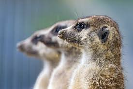 sumuyu2504's profile picture. 積志 2年 誰でもいいよ、よろしく(´∀｀)ノ