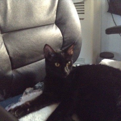 my cats are my kids, loving trying out new foods, and watching food shows