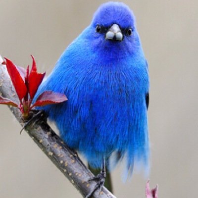 FearsomeYak's profile picture. 