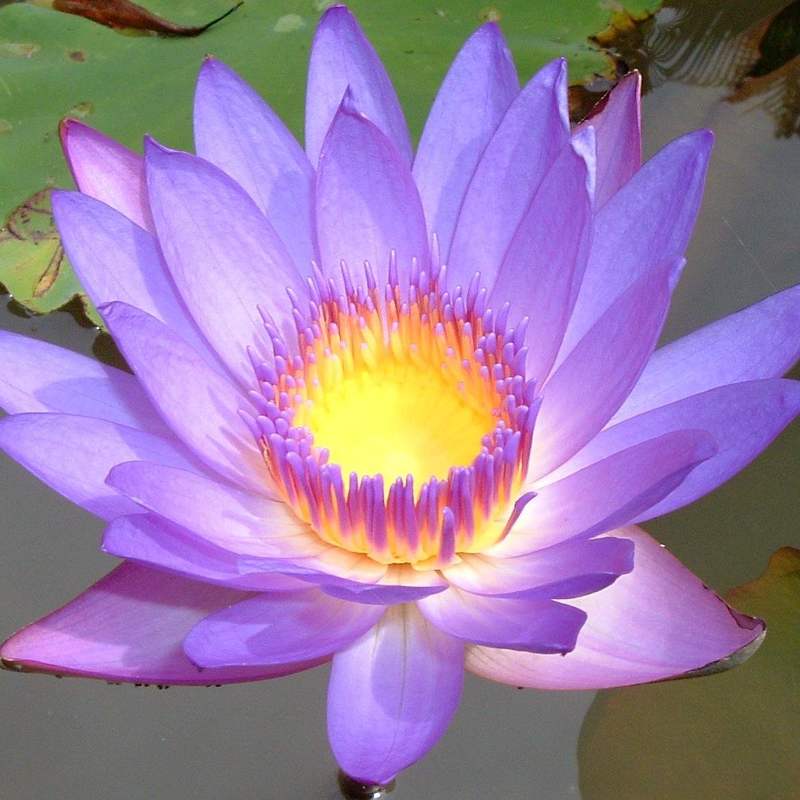 ChinoisProverbe's profile picture. Des proverbes chinois chaque jour !