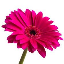 Gossip is what no one claims to like, but everyone enjoys XOXO                                  wallflowergossip@mail.com