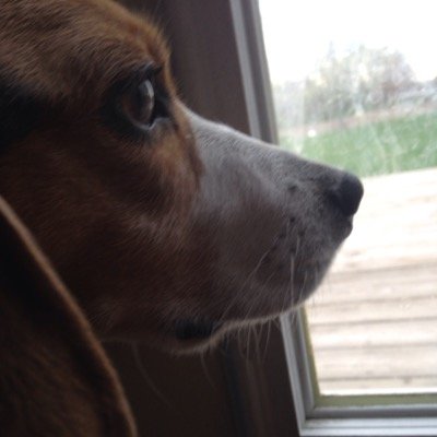 GrupyBeagle's profile picture. 