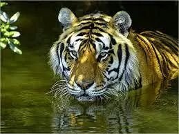 tigersking25's profile picture. 