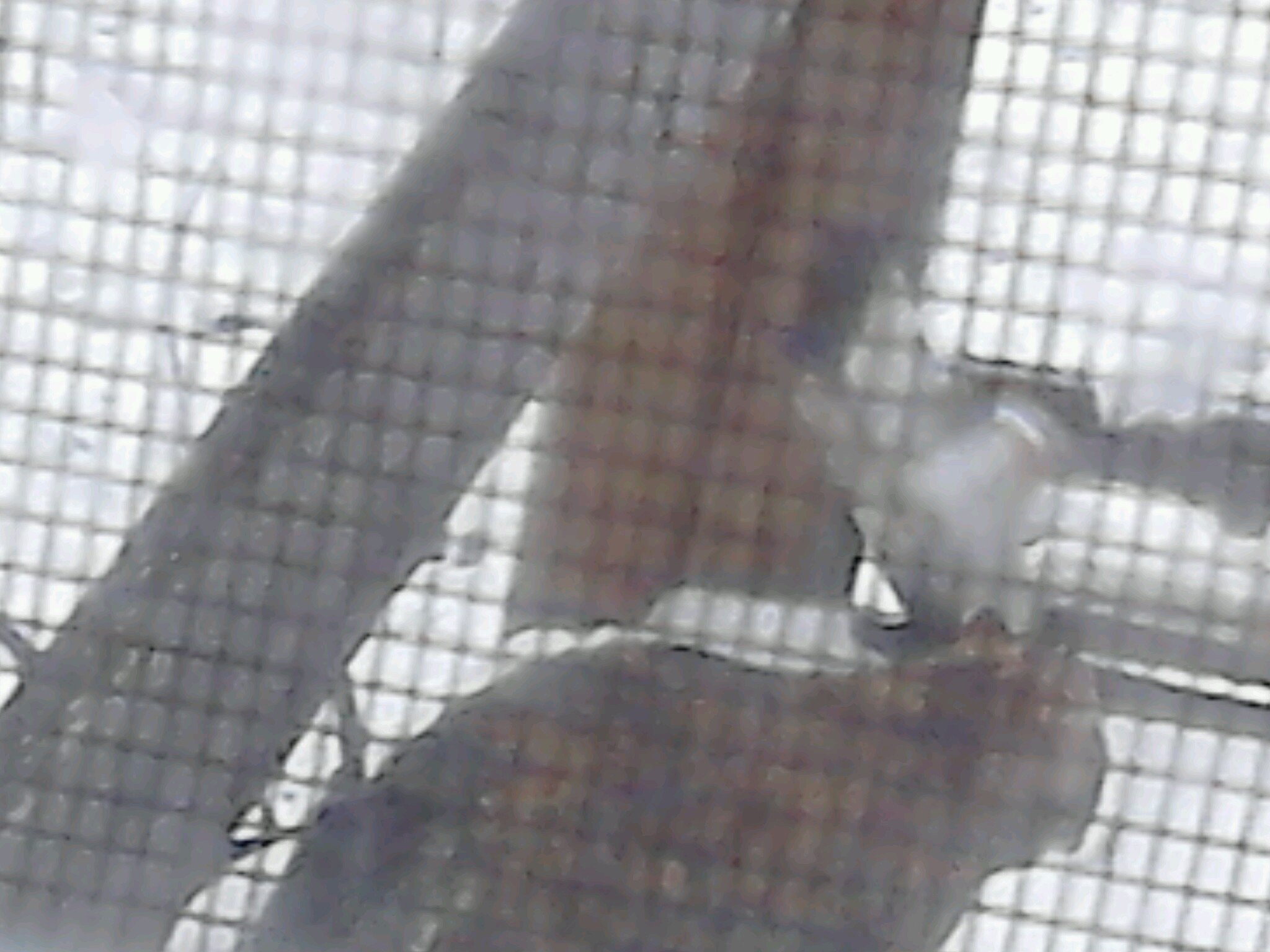 LennoxLevi's profile picture. 