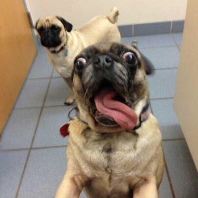Dedicated to making you laugh all day everyday. Have a funny pic? Email us at funnytweetsupply@gmail.com