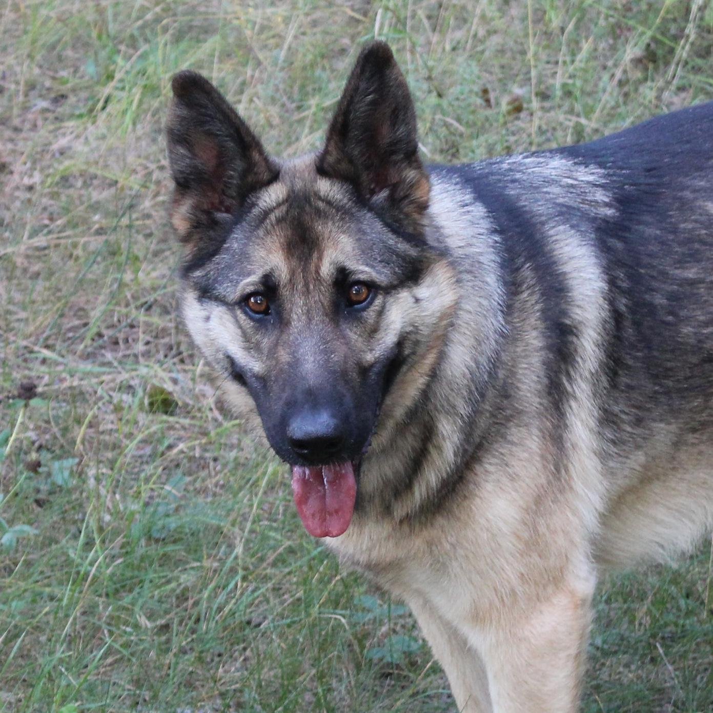 GregMonsma's profile picture. Top Dog