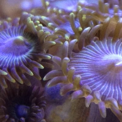 Wholesalers of Tropical freshwater, coldwater and marine fish and dry goods to the Aquatic Trade.