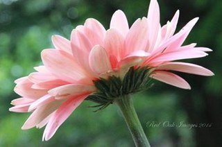 I'm a fine art photographer. I mostly photograph wildlife and nature. I belong to a group of artist at http://t.co/ObQP1QIlMw
