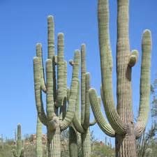 Random thoughts from the Sonoran Desert