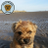 Profile Picture of Kelso Border Terrier (@@kelsoterrier) on Twitter