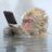 Ziskucciola's profile image