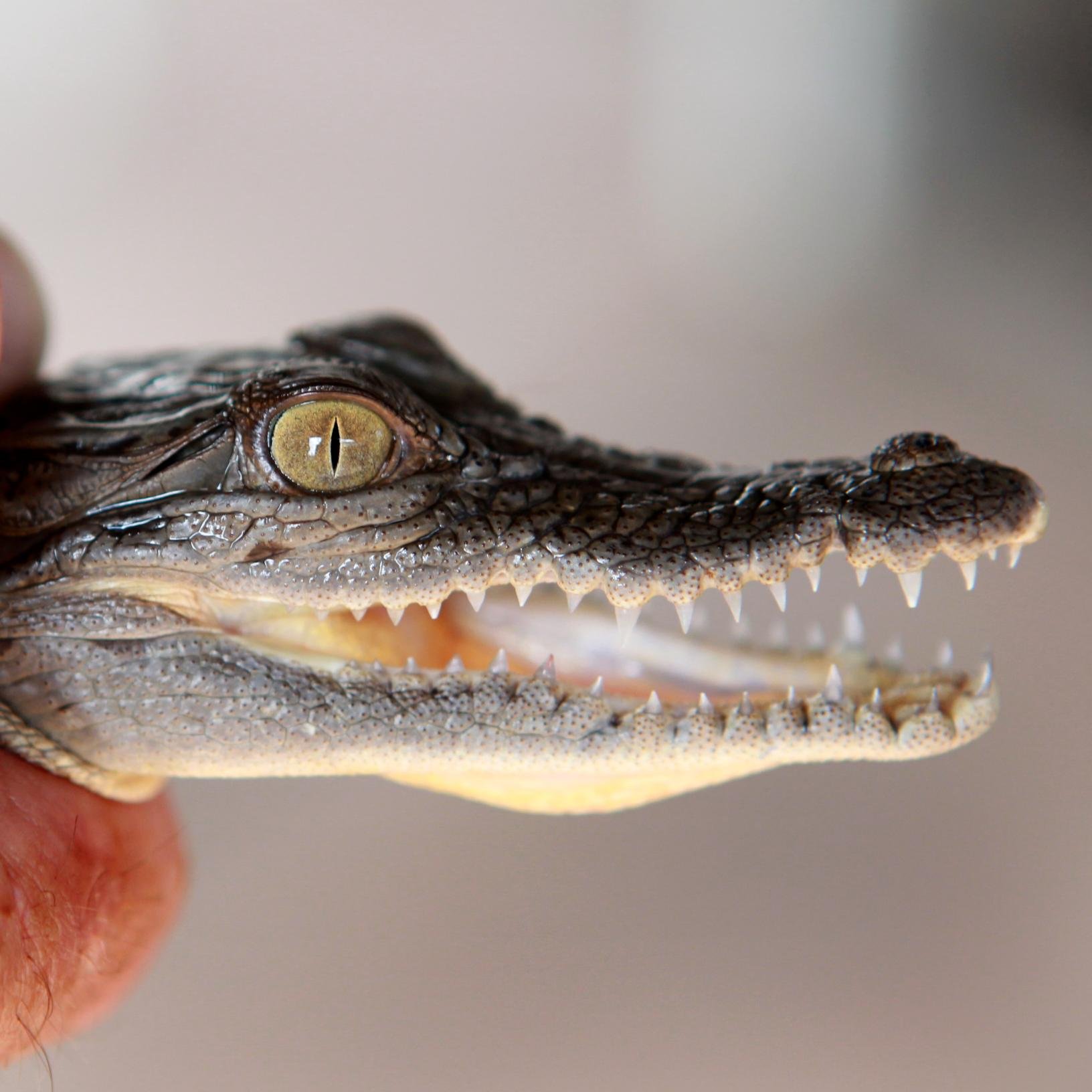 camcansnap's profile picture. Photographer for News Corp Australia, The Daily Telegraph @dailytelegraph