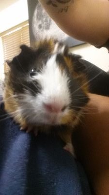 I like carrots. squeeeeek, squeek squeek.