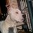 elan_g8's profile image