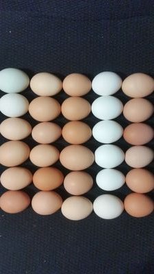 National Poultry Improvement Plan (NPIP) Volunteer, Disease Free, Happy, Healthy, Hens. Licensed to Sell Eggs in Oklahoma.