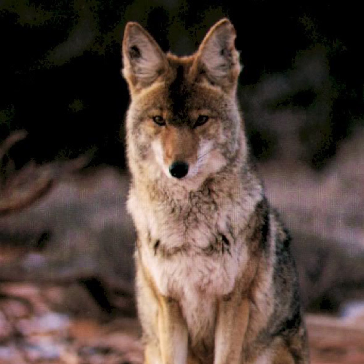 Nothing but predator hunting, page made to share peoples tips and photos.