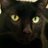 OldMollyneonfox's profile image