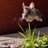 daangermouse's profile image