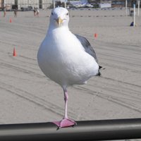 Alan Thompson (@alan_thommo) 's Twitter Profile Photo Alan Thompson (@alan_thommo) 's Twitter Profile Photo