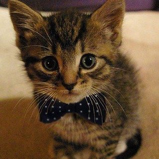 so_much_kittehs's profile picture. Random pictures of kittehs and such