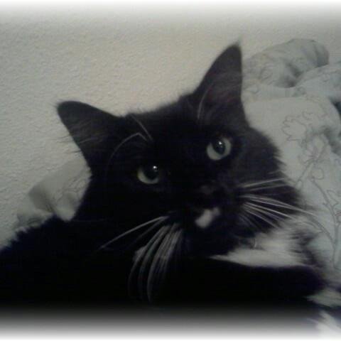 FoxHauteCouture's profile picture. 