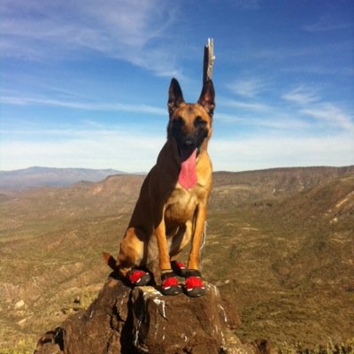 The premiere dog trainers in the Phoenix area.  We specialize in obedience, service, therapy, protection, and search and rescue training.