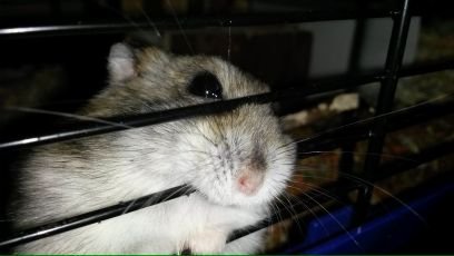 Jantjedebakker's profile picture. 