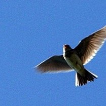 Skylarkさんのプロフィール画像