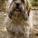 Denise Schultz - @denisereginasc1 - Twitter