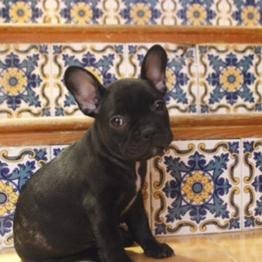 Blog perruno creado por una auxiliar veterinaria enamorada de los animales para compartir conocimientos y experiencias con todos los amantes de estos animales