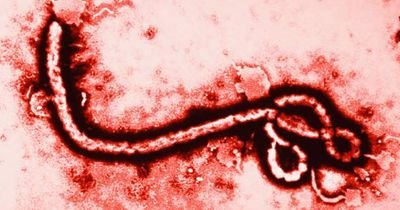 Cuenta ofishia de surmanito el ebola.
Matando jente desde 1976.