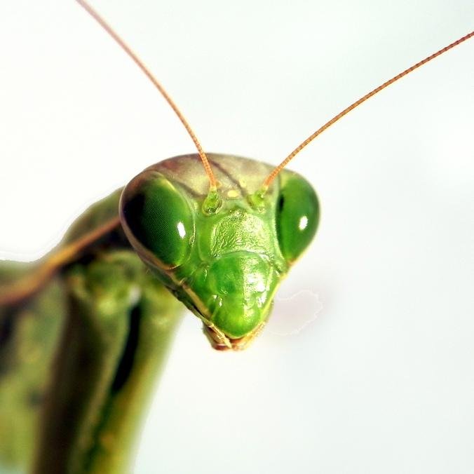 La tienda online de las plagas donde podrá encontrar los mejores productos, jardinería y mascotas 24 horas. Premio Andalucía Excelente e-commerce 2019.